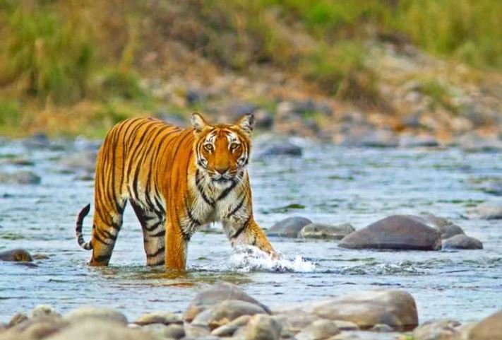 Jim Corbett Taxi